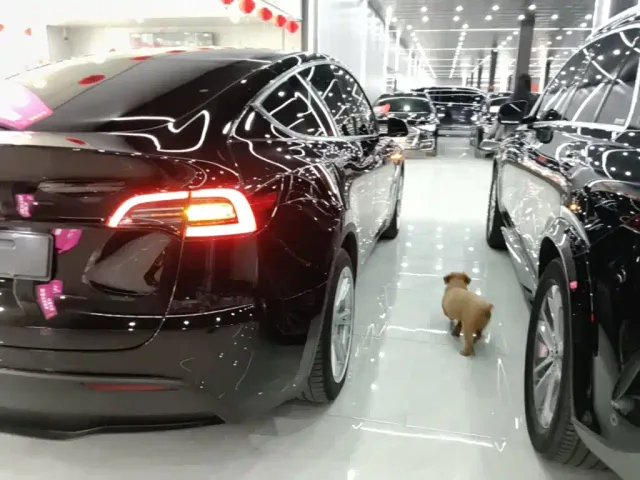 Tesla Model Y — Фото автомобиля 7