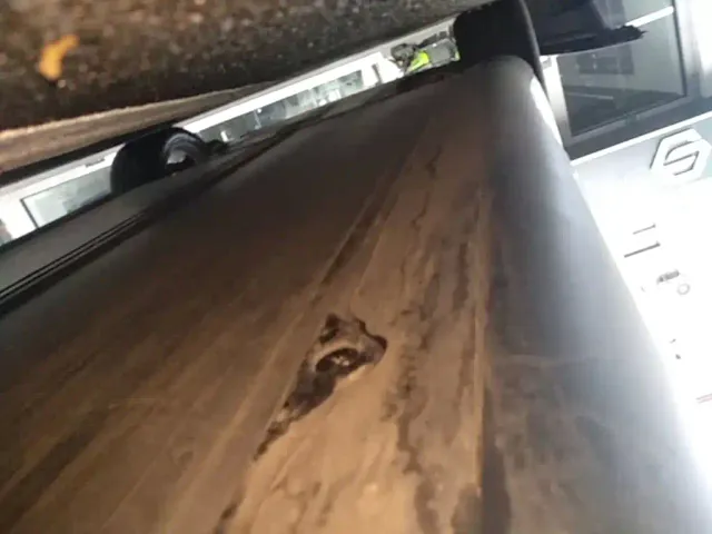 Tesla Model Y — Фото автомобиля 21
